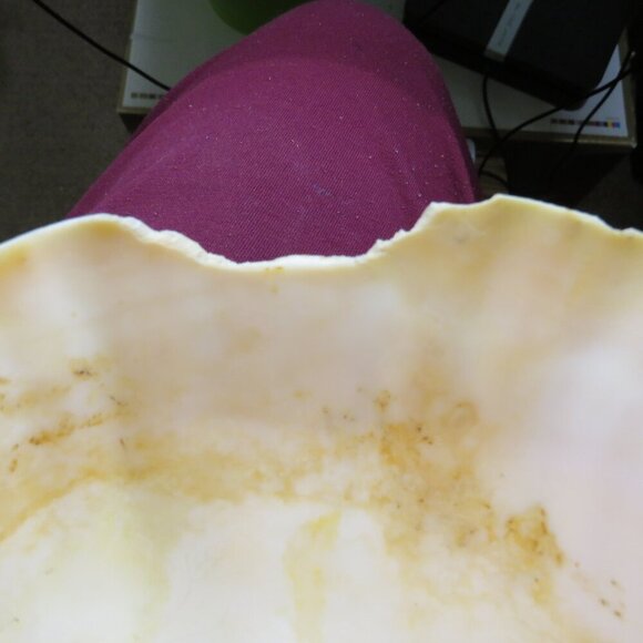 Real Sea Shell 15" long Horse Conch cream & peach coloring Coastal - Picture 15 of 15